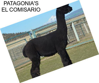 PATAGONIA\'S EL COMISARIO