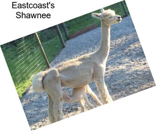 Eastcoast\'s Shawnee