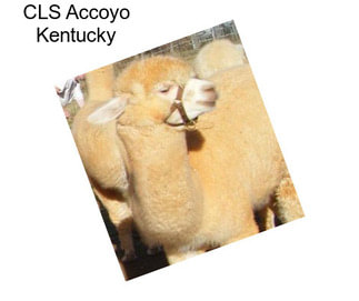 CLS Accoyo Kentucky