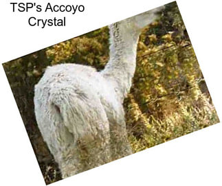 TSP\'s Accoyo Crystal