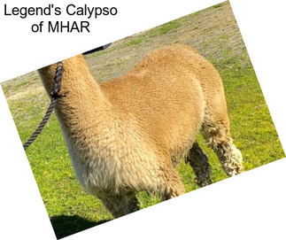 Legend\'s Calypso of MHAR