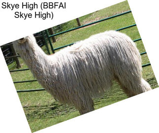 Skye High (BBFAI Skye High)