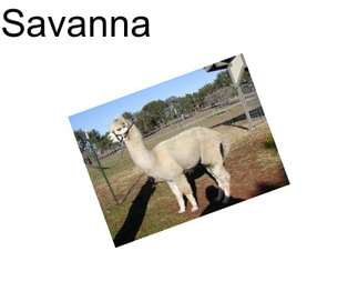 Savanna