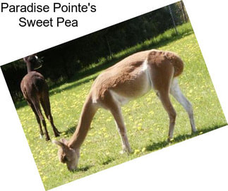 Paradise Pointe\'s Sweet Pea
