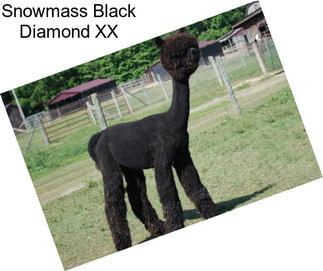 Snowmass Black Diamond XX