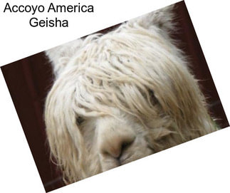 Accoyo America Geisha