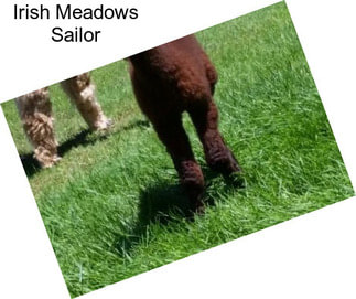 Irish Meadows Sailor