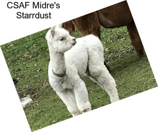 CSAF Midre\'s Starrdust