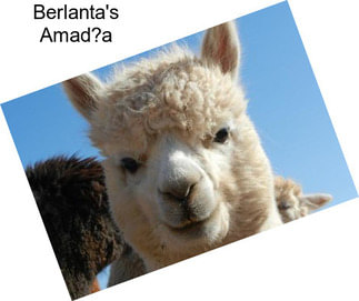 Berlanta\'s Amad?a