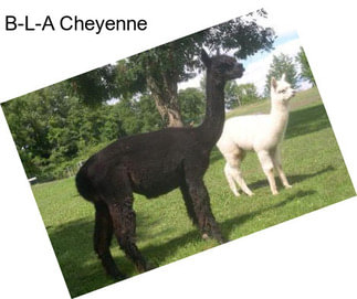 B-L-A Cheyenne