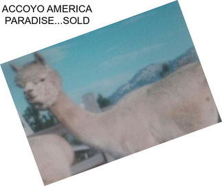 ACCOYO AMERICA PARADISE...SOLD