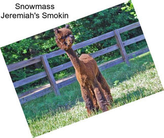 Snowmass Jeremiah\'s Smokin