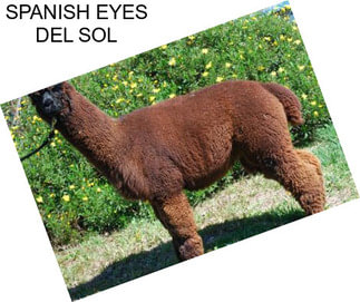 SPANISH EYES DEL SOL