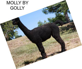 MOLLY BY GOLLY
