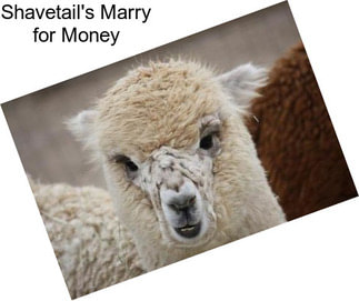 Shavetail\'s Marry for Money