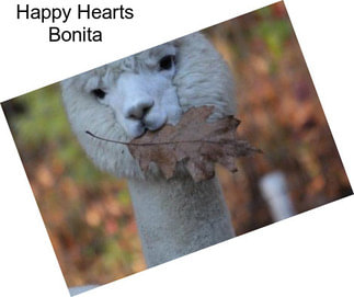 Happy Hearts Bonita