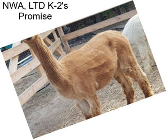 NWA, LTD K-2\'s Promise