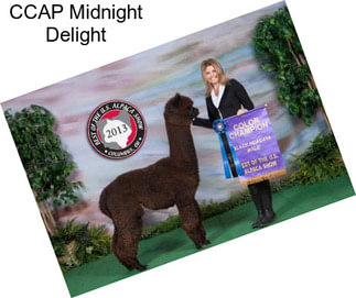 CCAP Midnight Delight