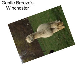 Gentle Breeze\'s Winchester