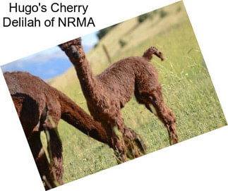 Hugo\'s Cherry Delilah of NRMA