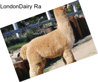 LondonDairy Ra