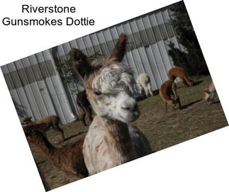 Riverstone Gunsmokes Dottie