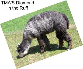 TMA\'S Diamond in the Ruff