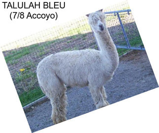 TALULAH BLEU (7/8 Accoyo)