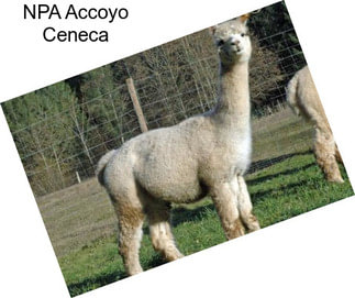 NPA Accoyo Ceneca