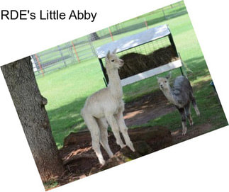 RDE\'s Little Abby