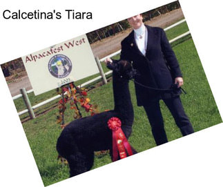 Calcetina\'s Tiara