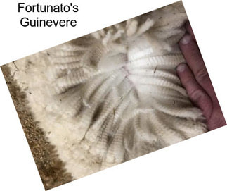Fortunato\'s Guinevere