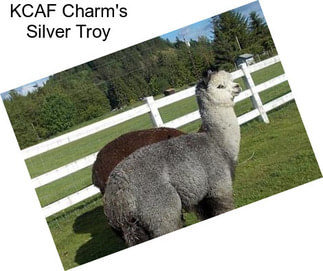 KCAF Charm\'s Silver Troy