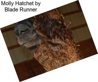 Molly Hatchet by Blade Runner