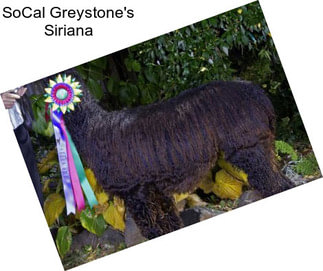 SoCal Greystone\'s Siriana