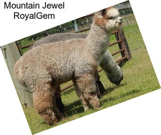 Mountain Jewel RoyalGem