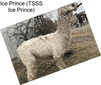 Ice Prince (TSSS Ice Prince)