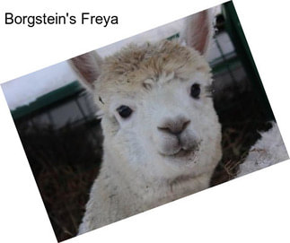 Borgstein\'s Freya