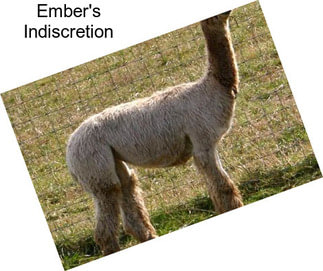 Ember\'s Indiscretion