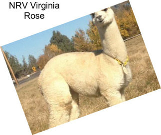NRV Virginia Rose