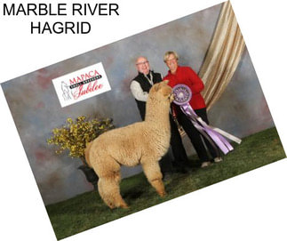 MARBLE RIVER HAGRID