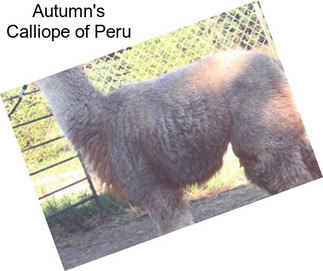 Autumn\'s Calliope of Peru