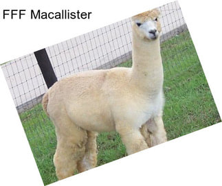 FFF Macallister