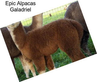 Epic Alpacas Galadriel