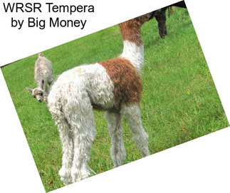WRSR Tempera by Big Money