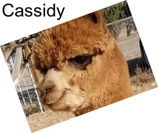 Cassidy