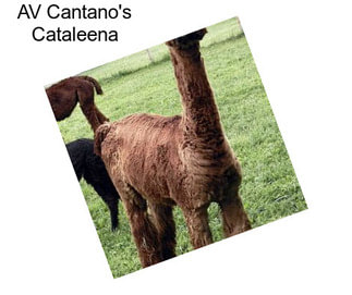 AV Cantano\'s Cataleena