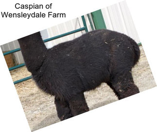 Caspian of Wensleydale Farm