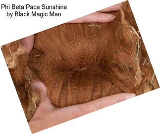 Phi Beta Paca Sunshine by Black Magic Man