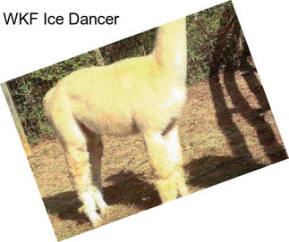 WKF Ice Dancer